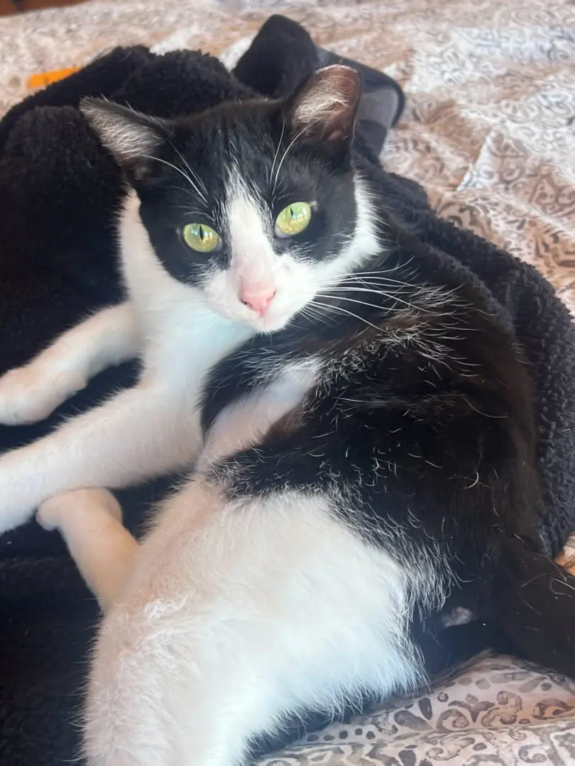 A black and white cat laying on top of a blanket.