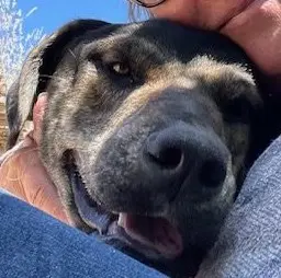 A close up of a dog 's face with its head held on the arm of someone