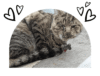 A cat laying on the ground with its head down.
