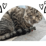 Four Corners Animal League | Cat Rescue Story